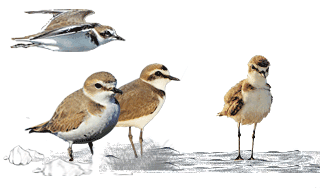 Kentish Plover