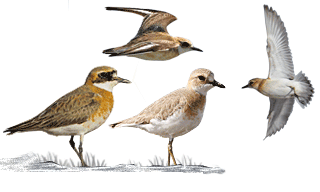 Greater Sand Plover