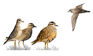 Eurasian Dotterel