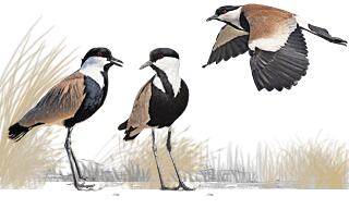 Spur-winged Lapwing