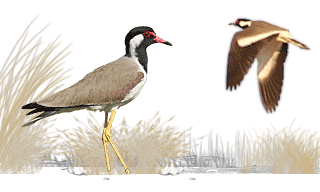 Red-wattled Lapwing