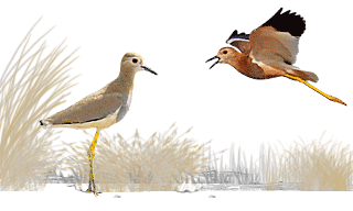 White-tailed Lapwing