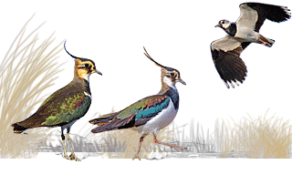 Northern Lapwing