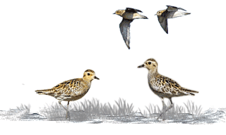 Pacific Golden Plover