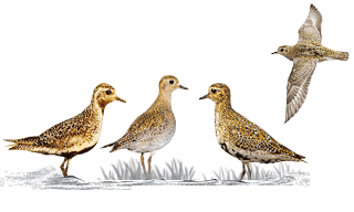 European Golden Plover