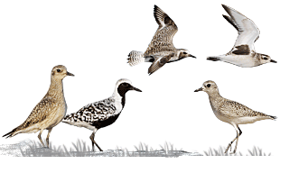 Grey Plover