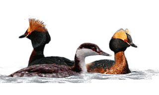 Horned Grebe