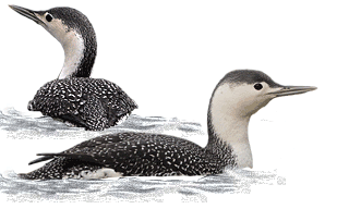 Red-throated Loon