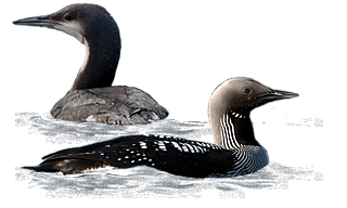 Black-throated Loon