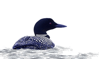 Great Northern Loon