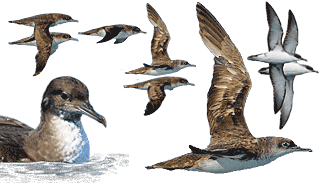 Yelkouan Shearwater