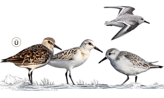 Sanderling