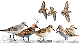 Little Stint