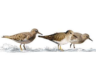 Temminck`s Stint