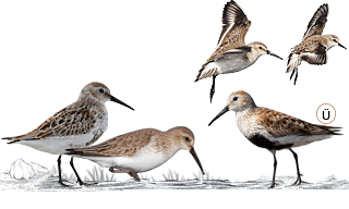 Dunlin