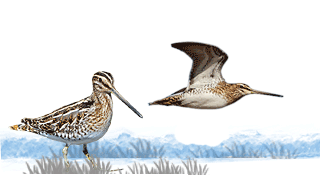 Common Snipe