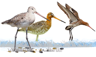 Black-tailed Godwit