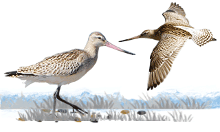 Bar-tailed Godwit