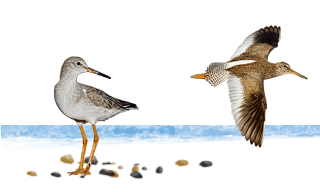 Common Redshank