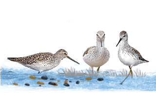 Marsh Sandpiper