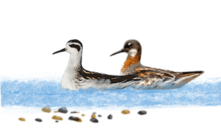 Red-necked Phalarope