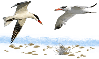 Caspian Tern