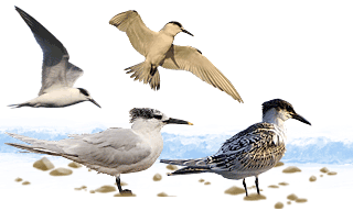 Sandwich Tern