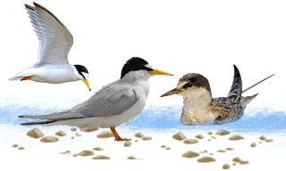 Little Tern