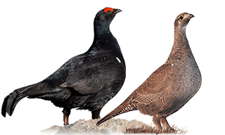 Caucasian Grouse