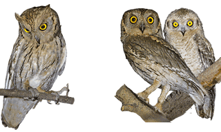 Pallid Scops Owl