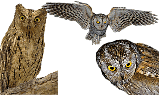 Eurasian Scops Owl