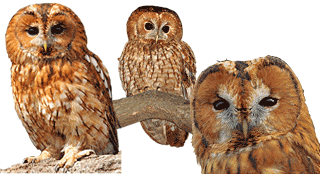 Tawny Owl