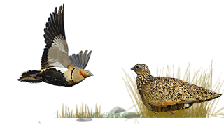 Black-bellied Sandgrouse