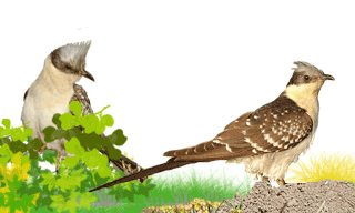 Great Spotted Cuckoo