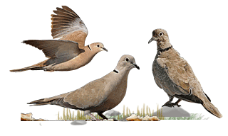 Eurasian Collared Dove