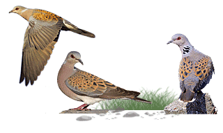 European Turtle Dove