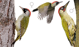 European Green Woodpecker