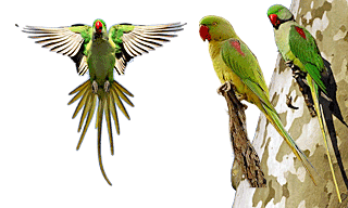 Alexandrine Parakeet