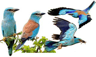 European Roller