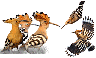 Eurasian Hoopoe