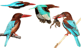 White-throated Kingfisher