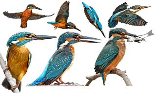 Common Kingfisher