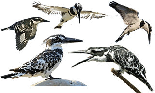 Pied Kingfisher