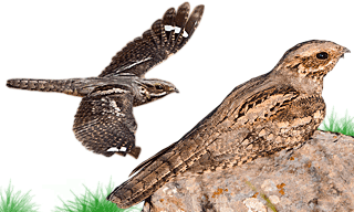 European Nightjar
