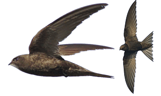 Common Swift