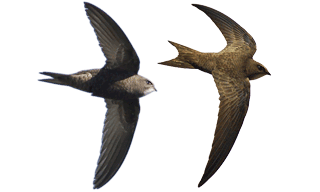 Pallid Swift