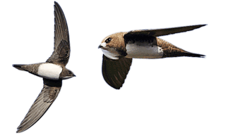 Alpine Swift