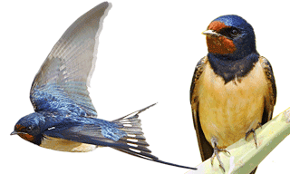 Barn Swallow