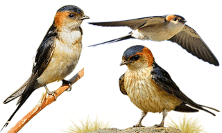 Red-rumped Swallow