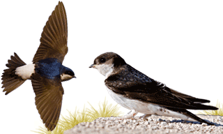 Common House Martin